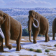 Image for article titled Shady scientists head up mission to clone woolly mammoths